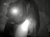 Amateur beastiality sex with dog fucking a slut
